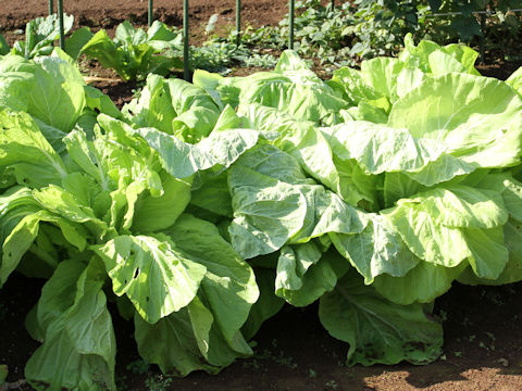 Brassica rapa var. pekinensis