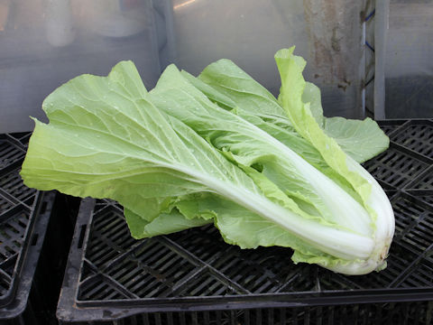 Brassica rapa var. pekinensis