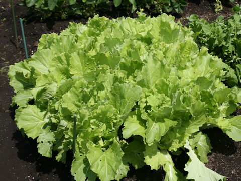 Brassica rapa var. pekinensis