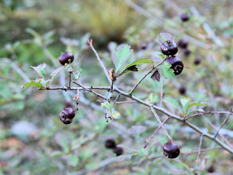 Crataegus cuneata