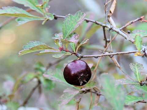 Crataegus cuneata