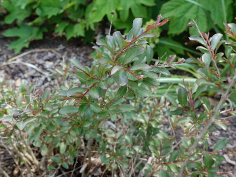 Lagerstroemia indica cv. GV1589