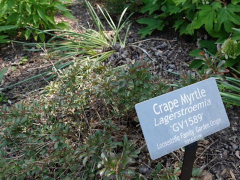 Lagerstroemia indica cv. GV1589