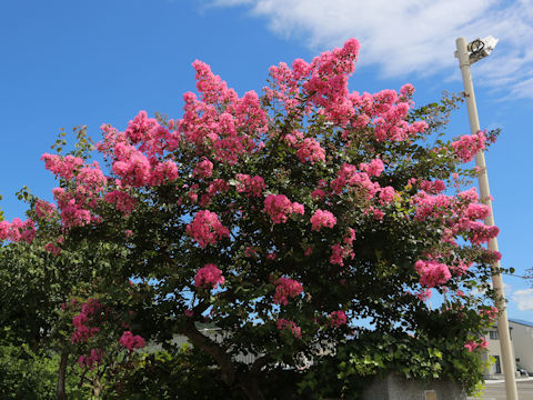 Lagerstroemia indica