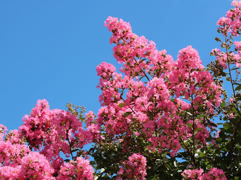 Lagerstroemia indica