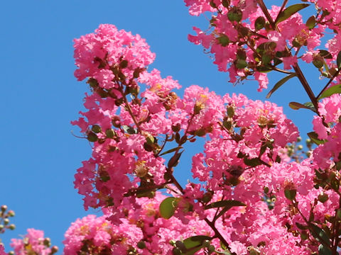 Lagerstroemia indica cv. GV1589