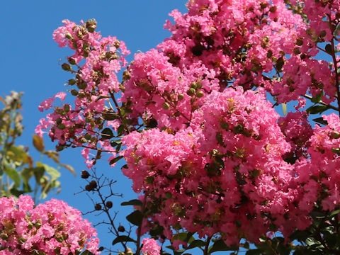 Lagerstroemia indica cv. GV1589