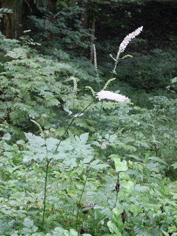 Cimicifuga simplex