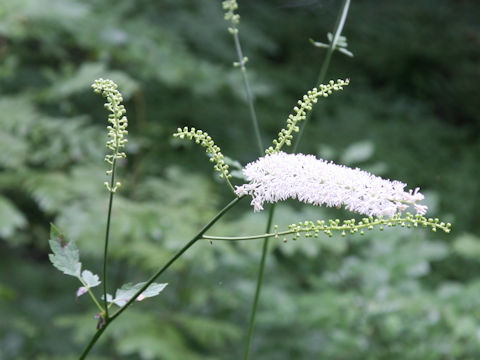 Cimicifuga simplex