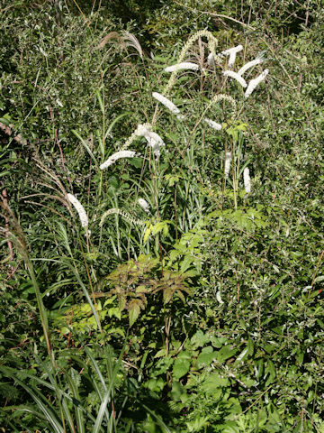 Cimicifuga simplex