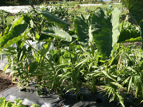 Colocasia esculenta cv. Dodare