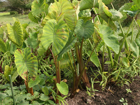 Colocasia esculenta cv. Celebes