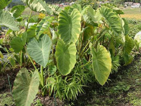 Colocasia esculenta cv. Ishikawa-wase