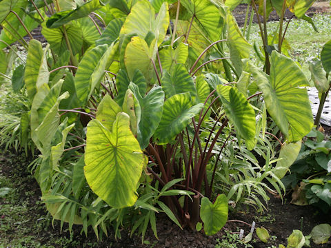 Colocasia esculenta cv. Yatsugashira