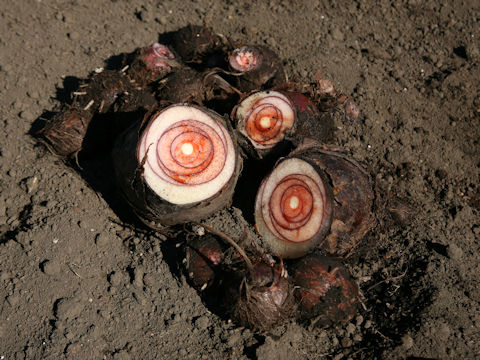 Colocasia esculenta cv. Celebes