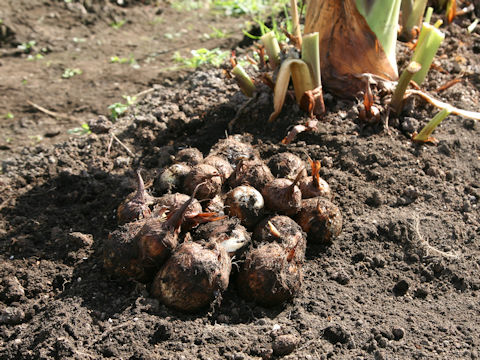 Colocasia esculenta cv. Dodare