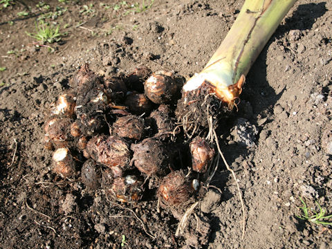 Colocasia esculenta cv. Ishikawa-wase