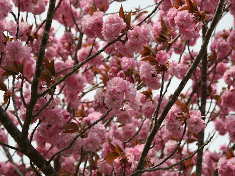 Prunus lannesiana cv.
