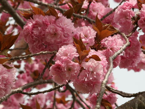 Prunus lannesiana cv.