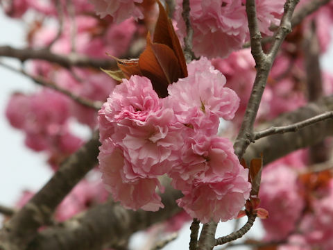 Prunus lannesiana cv.