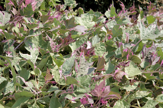 Ipomoea batatas cv. Pink Frost