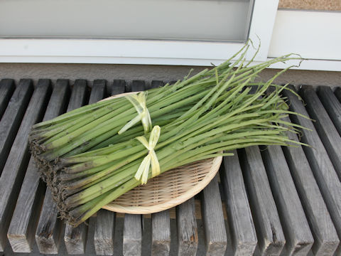 Cirsium yezoense