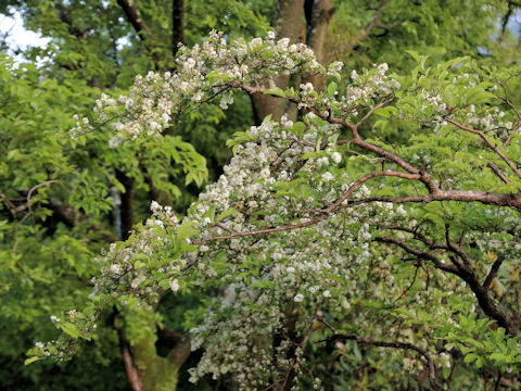 Symplocos chinensis var. leucocarpa f. pilosa