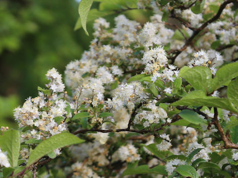 Symplocos chinensis var. leucocarpa f. pilosa