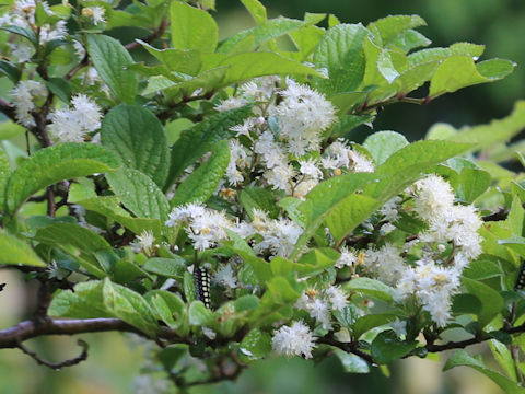 Symplocos chinensis var. leucocarpa f. pilosa
