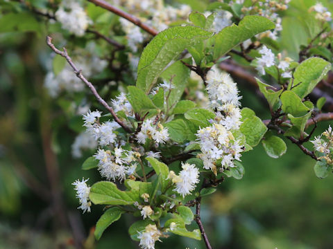 Symplocos chinensis var. leucocarpa f. pilosa