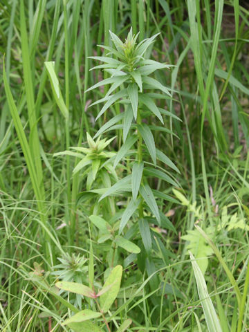 Lobelia sessilifolia