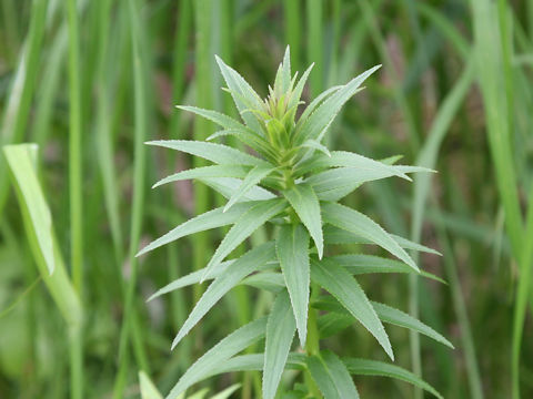 Lobelia sessilifolia