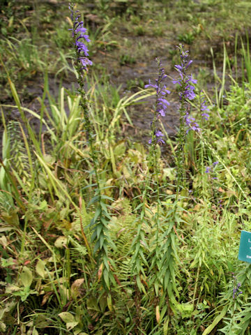 Lobelia sessilifolia