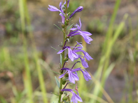 Lobelia sessilifolia