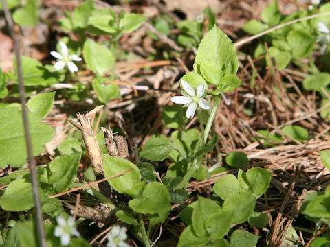 Stellaria diversiflora