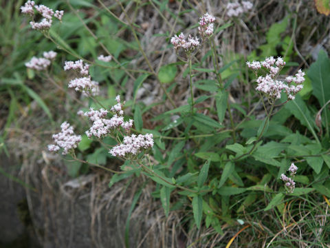 Eupatorium lindleyanum