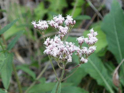 Eupatorium lindleyanum