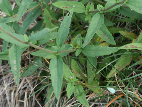 Eupatorium lindleyanum