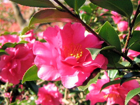 サザンカ Camellia Sasanqua