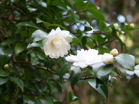 Camellia sasanqua