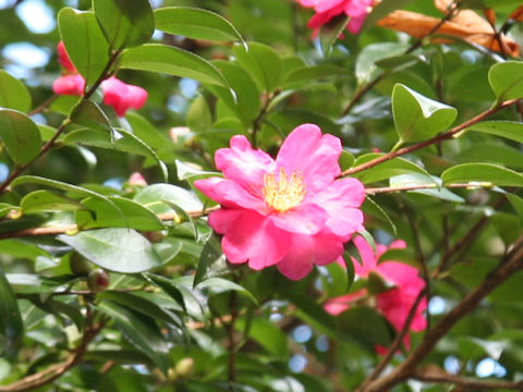 Camellia sasanqua