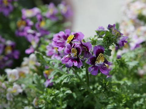 Schizanthus x wisetonensis