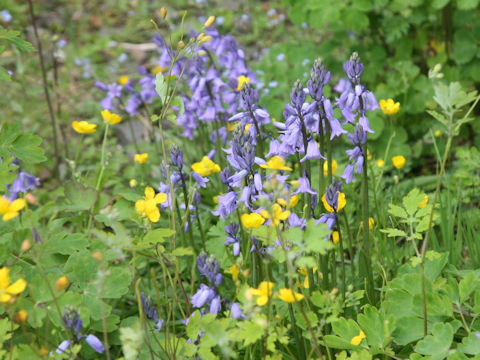 Scilla campanulata