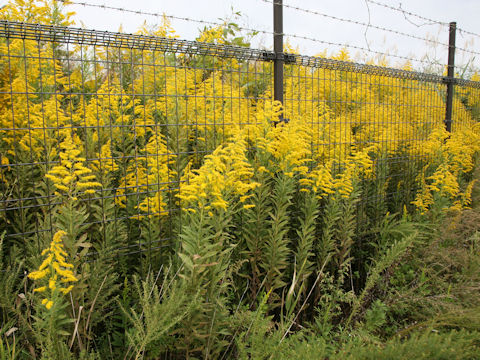 Solidago altissima