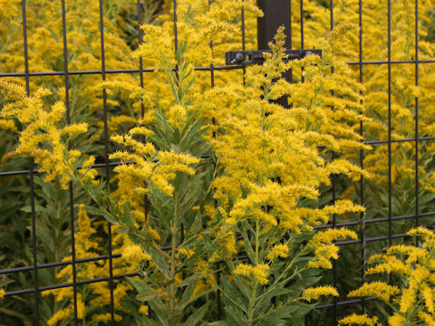 Solidago altissima