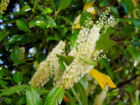 Prunus laurocerasus cv. Mount Vernon