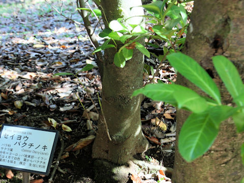 Prunus laurocerasus