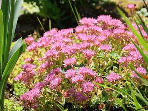 Sedum spurium