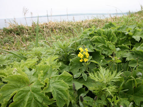 Thermopsis lupinoides
