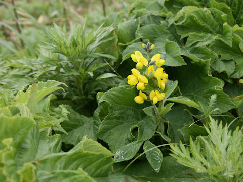 Thermopsis lupinoides